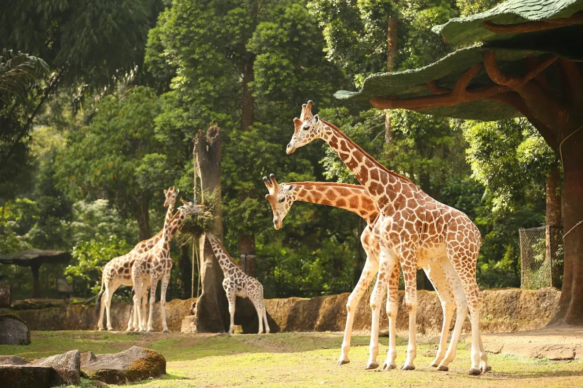 wisata keluarga di Bogor